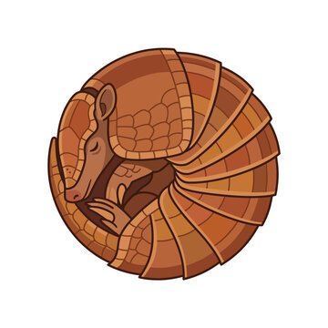 Stylized Armadillo Curled into a Ball Illustration, Defensive Animal Posture Isolated on White Background