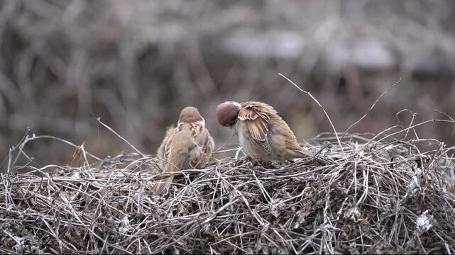 Two Eurasian tree sparrows resting together on a textured pile of dry twigs and branches with a soft blurred background in their natural habitat.