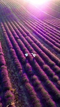 lavender field in provence france