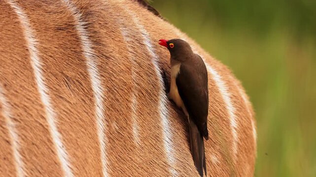 Close up of red billed oxpecker eating parasites from greater kudu antelope in African savanna, detailed wildlife interaction between bird and mammal in natural safari reserve habitat