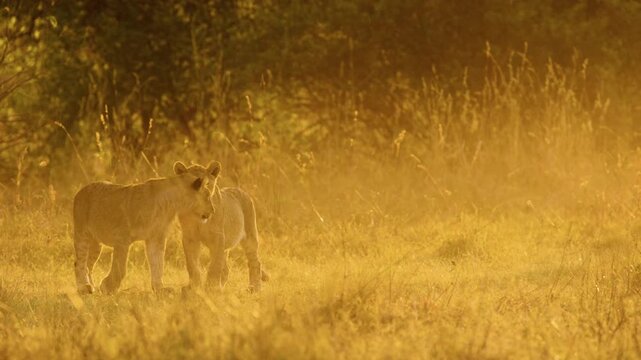 Cinematic footage of two young lions in Moremi Game Reserve, South Africa. 