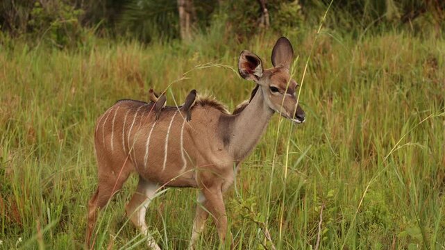 Greater kudu standing in African savanna with oxpecker birds perched on its body, detailed wildlife interaction scene showing natural symbiosis in open grassland habitat under soft daylight