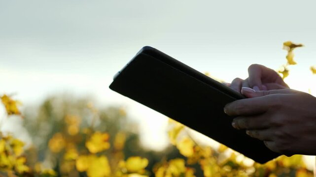 Farmer using digital tablet in organic vineyard during golden hour sunset for smart agriculture data collection and crop monitoring with lens flare highlights on device