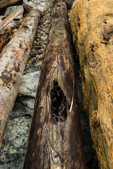 Fototapeta premium Close-up abstract detail of weathered driftwood logs on a rocky Pacific Northwest beach, featuring three contrasting logs in silver, dark brown, and golden tones