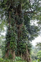 Fototapeta premium A massive old banyan tree covered in climbing vines and aerial roots in Bogor Botanical Garden, West Java, Indonesia, with tropical plants growing around its base.
