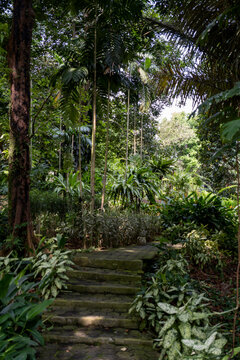 Mossy stone steps lined with ferns, ornamental plants, and tall tropical trees inside Bogor Botanical Garden, West Java, Indonesia.