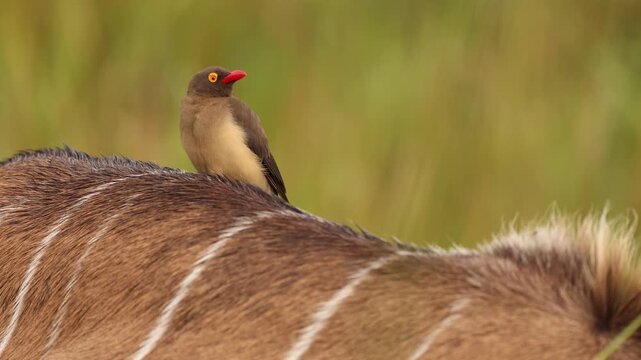 Close up of red billed oxpecker eating parasites from greater kudu antelope in African savanna, detailed wildlife interaction between bird and mammal in natural safari reserve habitat