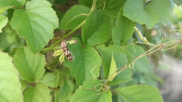 Thyrassia caterpillar with black and white spotted back on bush, is a genus of Zygaenidae moths (subfamily Procridinae)