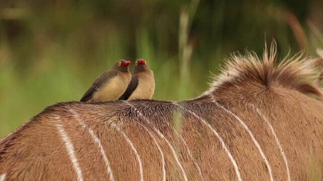 Close up of red billed oxpecker eating parasites from greater kudu antelope in African savanna, detailed wildlife interaction between bird and mammal in natural safari reserve habitat