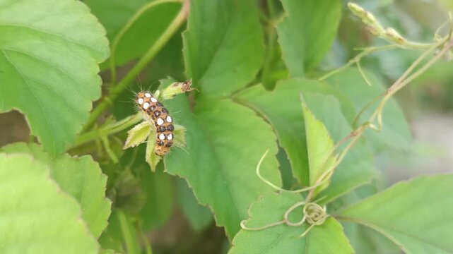 Thyrassia caterpillar with black and white spotted back on bush, is a genus of Zygaenidae moths (subfamily Procridinae)