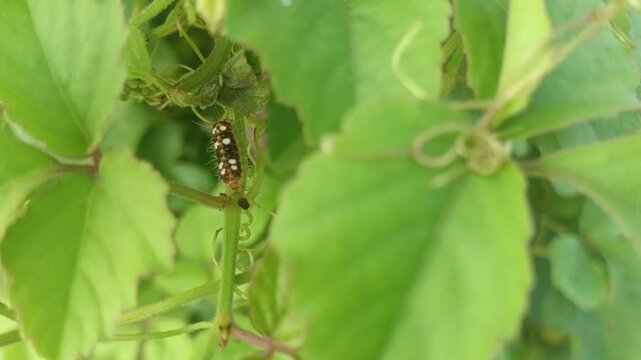 Fauna world, cute black and white striped spider (cosmophasis sp) on a bush leaf, a species of spider belonging to the Salticidae family. This species is also part of the genus Cosmophasis and the ord