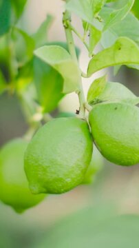 Vertical video: Swaying two green lemons in gentle breeze in garden, camera panning showing insect