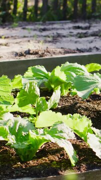 Vertical video: Panning camera left showing greens in raised bed, sunlit leaves to show texture