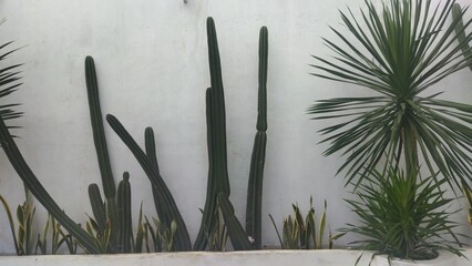 Tall Cactus Plants and Spiky Yucca Against Light Colored Wall