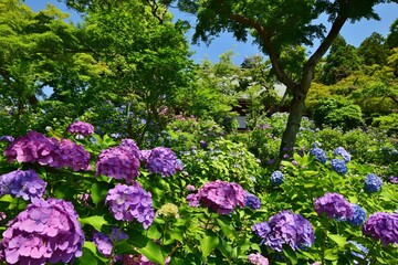 Obraz premium 紫陽花につつまれた長谷山 本土寺