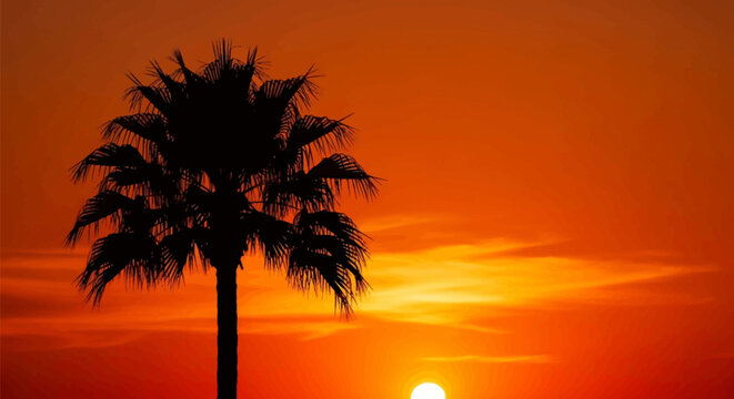 Silhouette of a single palm tree against a vibrant orange sunset sky with a glowing sun on the horizon. High contrast tropical landscape during evening golden hour.