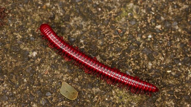 Bright red fire centipede crawling across forest floor soil in close up macro wildlife scene, detailed view of exotic arthropod moving through natural ground habitat in tropical environment