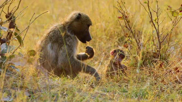 A baby baboon and mother foraging in Khwai Moremi Game Reserve of South africa.