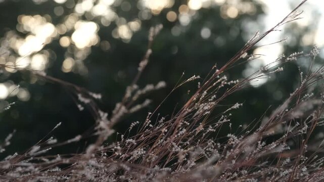 Bluestem grass blowing in wind during fall season in Texas, windy day concept in nature.