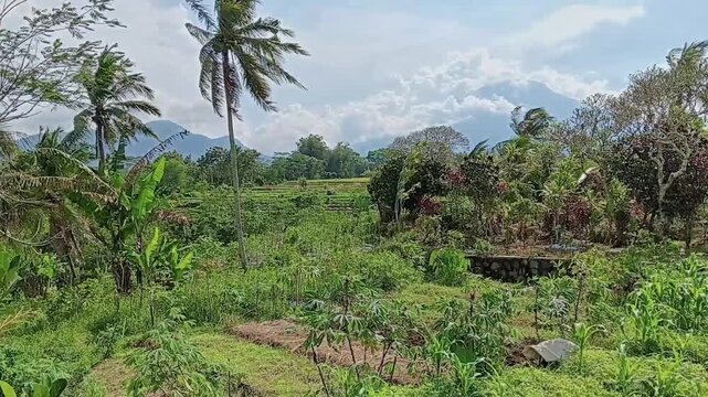 Lush green vegetation, including palm trees and broadleaf plants, dominates the foreground, extending to terraced fields. Distant mountains meet a bright sky filled with white clouds, depicting an exp