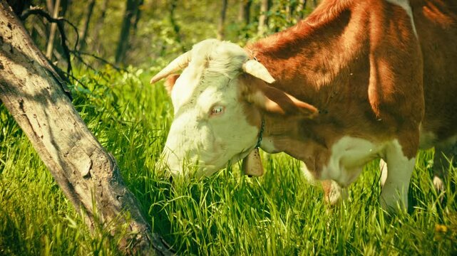 Detailed close-up and medium shots of healthy cows eating green grass and grazing in a forested environment. Clear visual of animal behavior and natural feeding patterns in the wild.