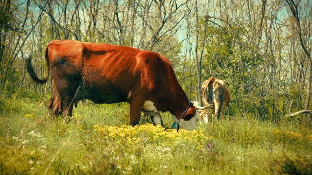 Detailed close-up and medium shots of healthy cows eating green grass and grazing in a forested environment. Clear visual of animal behavior and natural feeding patterns in the wild.
