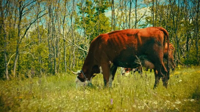 Detailed close-up and medium shots of healthy cows eating green grass and grazing in a forested environment. Clear visual of animal behavior and natural feeding patterns in the wild.