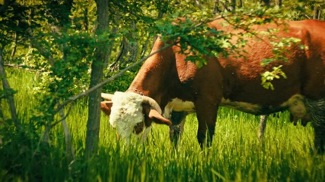 Domestic cows grazing peacefully on green grass in the middle of a forest. Scenic rural nature landscape, free-range cattle, summer day, 4k.