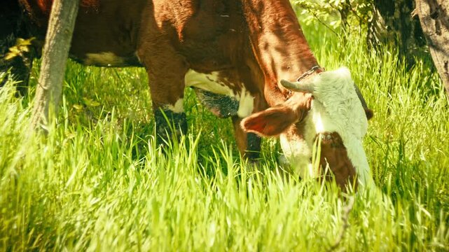 Authentic footage of a herd of cattle wandering and eating grass in the middle of a dense forest. Real-life rural scene depicting livestock management and free-range grazing practices.