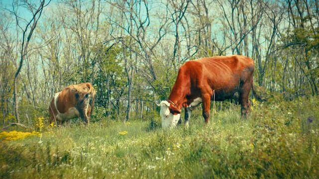 Detailed close-up and medium shots of healthy cows eating green grass and grazing in a forested environment. Clear visual of animal behavior and natural feeding patterns in the wild.
