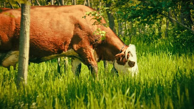 Domestic cows grazing peacefully on green grass in the middle of a forest. Scenic rural nature landscape, free-range cattle, summer day, 4k.