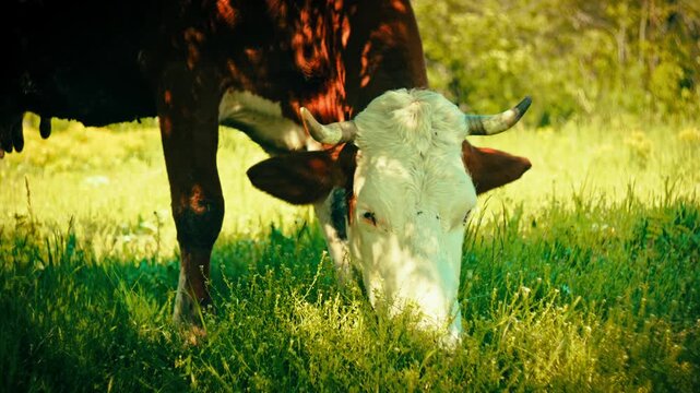 Domestic cows with traditional bells grazing on green grass in a bright, sunny forest. Authentic rural scene of livestock in a natural woodland environment during summer.