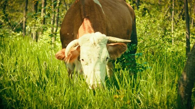 Authentic footage of a herd of cattle wandering and eating grass in the middle of a dense forest. Real-life rural scene depicting livestock management and free-range grazing practices.