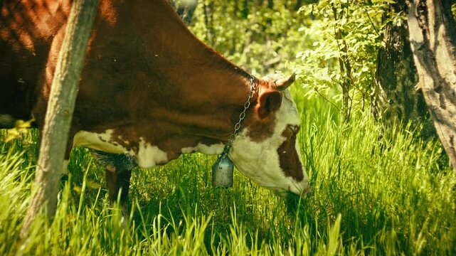 Authentic footage of a herd of cattle wandering and eating grass in the middle of a dense forest. Real-life rural scene depicting livestock management and free-range grazing practices.