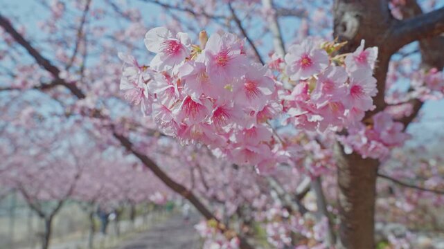 A full pink cherry blossom cluster fills the foreground in sharp detail, while a softly blurred tree-lined park path and distant visitors recede behind. The depth layering combines intimate floral bea