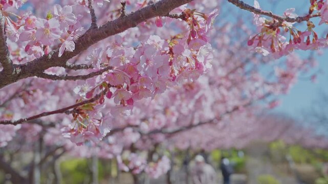 A detailed cherry blossom branch fills the foreground in sharp focus, while a receding row of pink bloom-laden trees softens into bokeh behind. The layered depth captures both intimate floral detail a