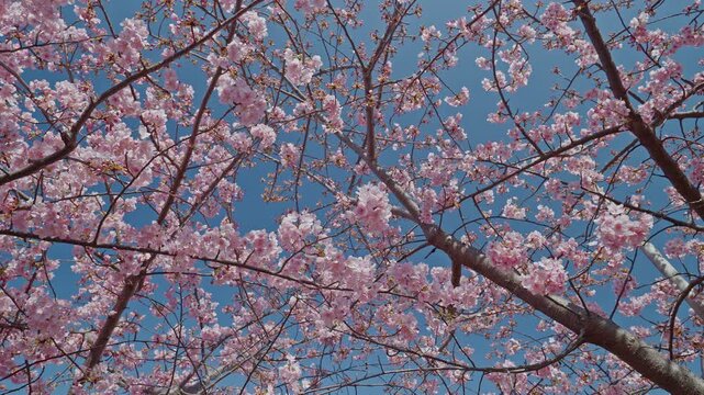 A low-angle upward view reveals cherry blossom branches extending in all directions across a clear blue sky, pink clusters scattered throughout the open canopy. The wide branching pattern and bright d