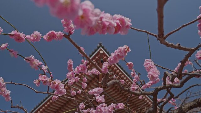 Dense pink plum blossom branches frame the sharp triangular peak of a traditional temple roof rising against a deep blue sky, balancing vibrant early spring blooms with bold sacred architecture.