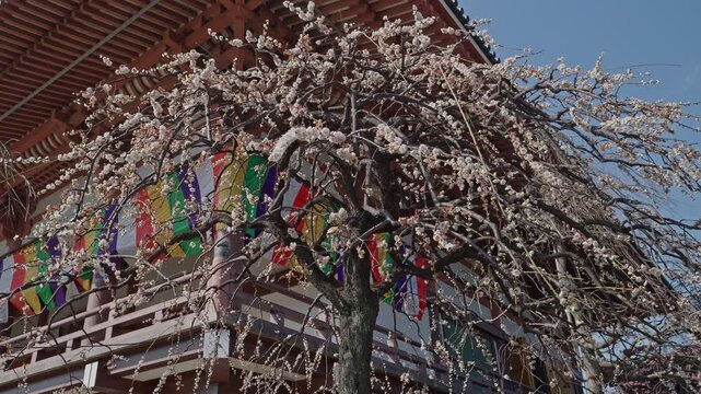 A full weeping plum blossom tree fills the frame, its cascading white-bloomed branches framing colorful decorative temple banners and traditional wooden eaves against a clear blue sky.