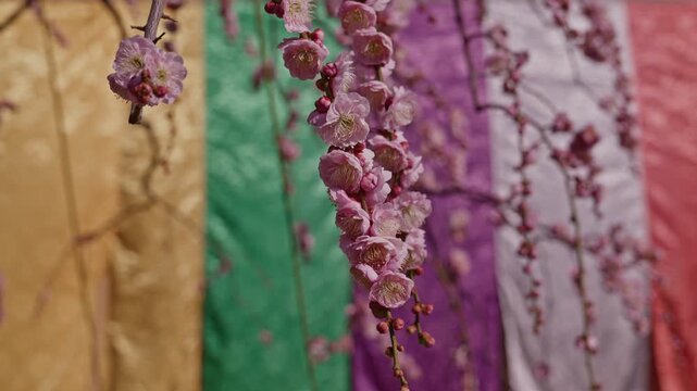 A cascading weeping branch densely covered in pink plum blossoms hangs before boldly striped temple banners in gold, green, purple, and red, creating a vivid contrast of natural bloom and sacred color
