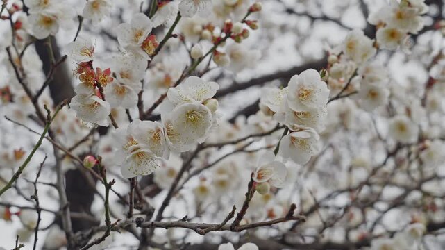 White plum blossoms and unopened red buds fill the frame across intricate bare branches against a soft gray sky. The contrast between open flowers and tight buds captures the transitional moment of ea
