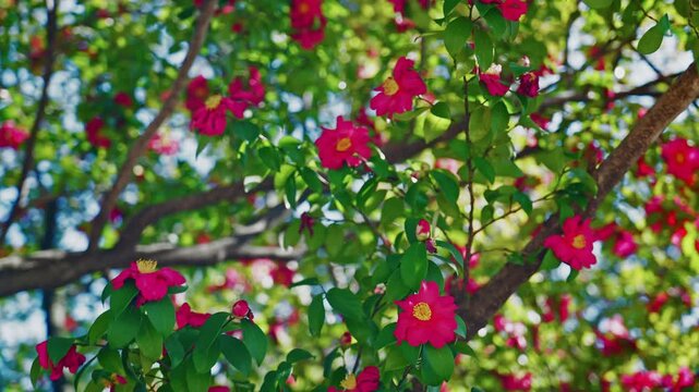 Close-up static shot of vibrant pink camellia flowers with yellow stamens among fresh green leaves on sunlit branches, soft bokeh blue sky and foliage dissolving beautifully behind.