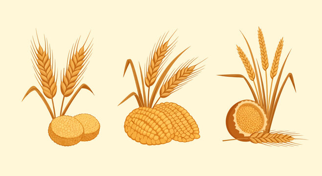 Golden wheat stalks maize cobs and baked bread buns collection