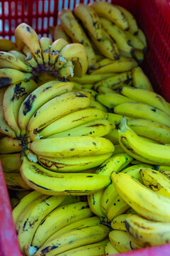 Sustainable Organic Bananas in Red Export Crate at local Farmers Market