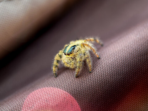 A hairy jumping spider perched on textured fabric surface, showcasing intricate body details, tiny legs, and reflective eyes in natural light.
