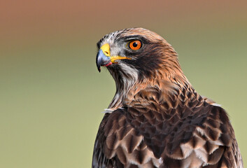Fototapeta premium a beautiful booted eagle in freedom