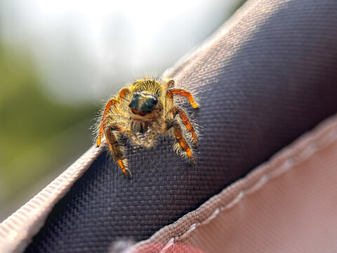A hairy jumping spider perched on textured fabric surface, showcasing intricate body details, tiny legs, and reflective eyes in natural light.