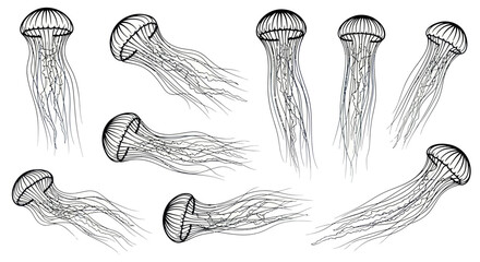 Jellyfish Collection: Hand-Drawn Underwater Sea Creatures © jungkat