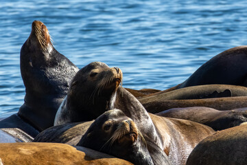 Fototapeta premium California sea lions Zalophus californianus huddling and looking upward while resting on a platform at Bowen Island British Columbia Canada