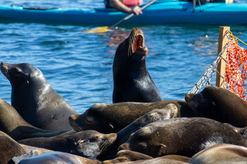 California sea lion vocalizing with its mouth open on a floating dock at Bowen Island British Columbia Canada © Joao Vieira